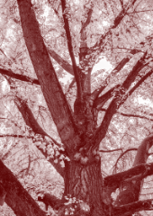 Baum wind und stille dup