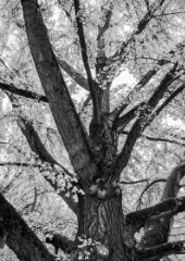 Baum wind und stille