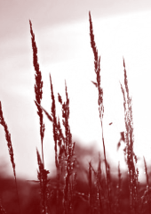 Stille und die liebe zum einfachen dup