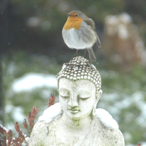 Geführte Meditationen